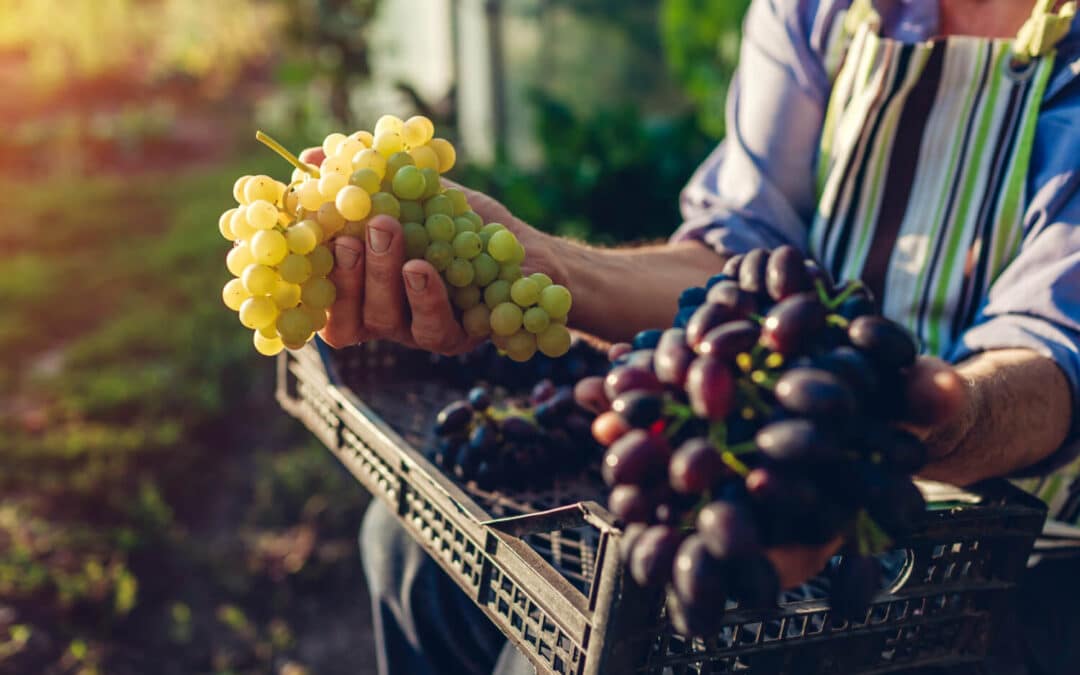 Biodynamic Farming