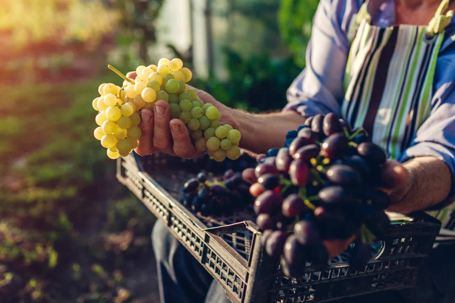 autumn-harvesting-farmer-picking-crop-grapes-ecological-farm-happy-senior-man-holding-green-blue-grapes-1