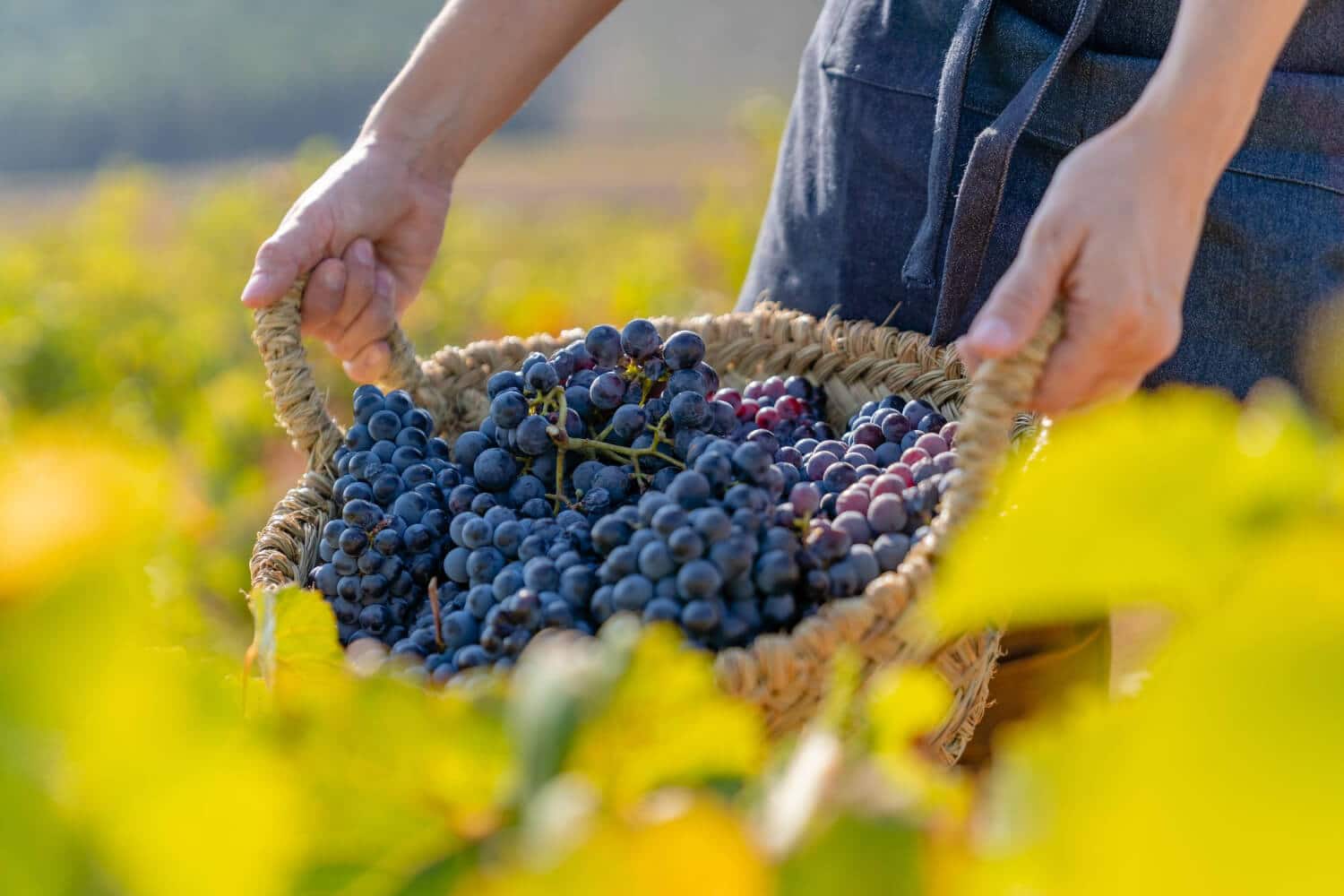 farmer-holding-basket-full-bunches-red-grapes-vineyards-requena-valencia-spain-1