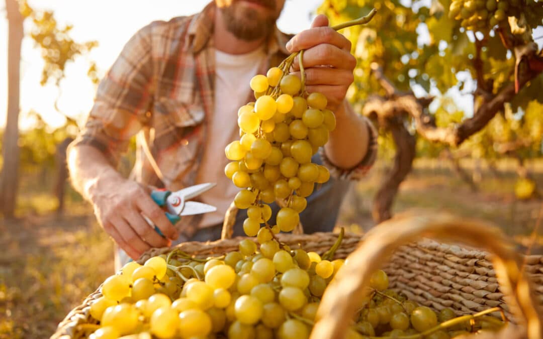 Organic Wine Farming