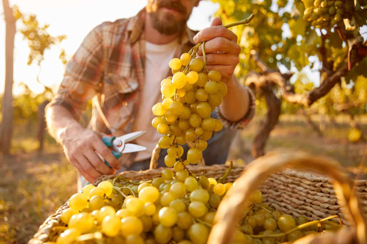 unrecognizable-man-collecting-ripe-grapes-into-wicker-basket-during-harvest-vineyard-autumn-day-countryside-1