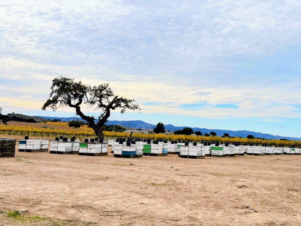 view of field winery